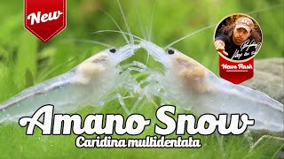 Amano Snow Shrimp  Caridina multidentata quotSnowquot [upl. by Aerdnna]