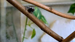 Haltungstipps für Florida Springspinne Phidippus Regius [upl. by Dennet]