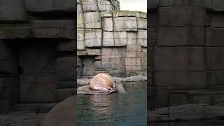 Walrus in Hamburg Zoo walrus walross zoo animals [upl. by Ahselef]