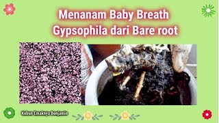 Menanam Bunga Baby Breath dari Bare Root  Gypsophila Paniculata [upl. by Marcel]