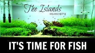 Aquascaping THE ISLANDS  Adding Fish amp Aquarium Store Tour [upl. by Nylireg]