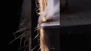 Candle burning hemp rope closeupasmr macro candle rope combustion [upl. by Hallie881]