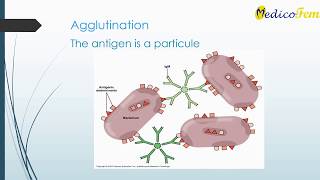 Antigen Antibody reactions Serological Reactions Immunological Reactions [upl. by Aleak]