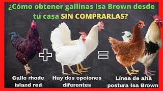 Cómo obtener gallinas ponedoras Isa Brown desde casa descubre unos de los secretos mejor guardado [upl. by Erdnoed545]