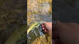 Creek Fishing smallmouth fall fishing nature short [upl. by Atikaj]