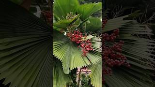 Licuala grandis ruffled fanpalm Vanuatu fanpalm palaspalm palmtrees nature viralshorts shorts [upl. by Eneiluj246]