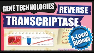 Making cDNA using Reverse Transcriptase  A Level Biology Revision Notes [upl. by Olinad]