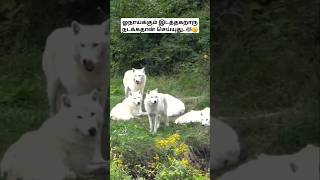 ஓநாய்க்கும் இடத்தகறாரு நடக்கதான் செய்யுது🐺😄 Wolves territory fight wolffacts bioworld wolf bw [upl. by Nnyladnarb]