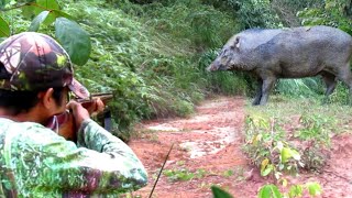 full video 2 hunting hetsot kompilation of wild boar hunting hunting wildboarhunting [upl. by Ayra784]