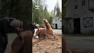 Horse loves scratches 😍 🎥 TT angelappleton [upl. by Sualokcin616]