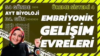 34 Embriyonik Gelişim Evreleri  Üreme Sistemi  11 Sınıf Biyoloji  2024 AYT Biyoloji 34 Gün [upl. by Yltsew]