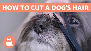 How to Cut a Dogs Hair 🐶 BASIC GROOMING Tutorial [upl. by Sorcha]