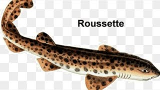 Épluché et cuire une roussette 🐋 [upl. by Arretahs]