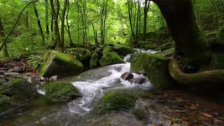 Fantastic Forest Atmosphere Birds Chirping Stream Sounds [upl. by Yeorgi]