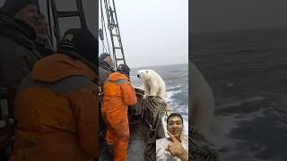 Polar bear in the ocean polarbear ocean viralvideo shorts [upl. by Cherilyn654]