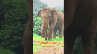 Talented elephant nature subscribemychannel [upl. by Ednutey]