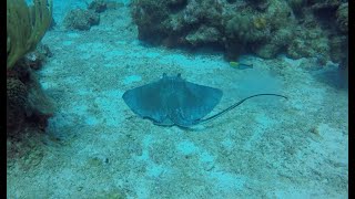 quotBest Diving in Grand Cayman Trunkfish Stingray Parrotfish Filefish” [upl. by Ahsaten]