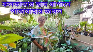 কলকাতার ছাদ বাগানে পাতাবাহারের জঙ্গল  Special indoor rRooftop Garden [upl. by Fonzie378]