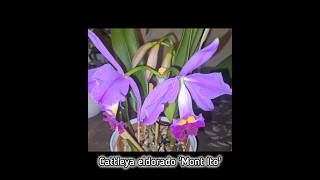 Cattleya eldorado Mont Ito a fragrant spicies Cattleya well worth having in any collection 💟 [upl. by Nongim720]