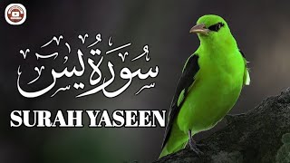 Surah Yaseen yasin beautiful recitation full surah yasin sharif episode 001 [upl. by Leiser]