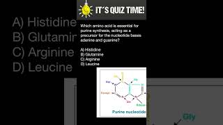 Purine synthesis which amino acid is a precursor for the nucleotide bases adenine and guanine [upl. by Latonia46]