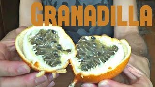 Granadilla Review  Weird Fruit Explorer Ep 34 [upl. by Eicul708]