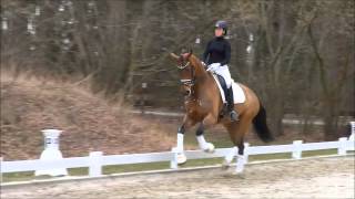 wwwdressagetalentscom  Business Class [upl. by Oicnedurp]