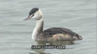 BTO Bird ID  Winter Grebes [upl. by Intosh]