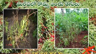 మిర్చి తోటలో కొమ్మ ఎండు తెగుళ్ల నివారణ చర్యలు fungicide Stop uses in agriculture [upl. by Perloff]