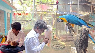 Before Breeding Test Your Parrots DNA [upl. by Susette]