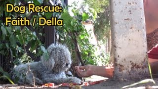 Rescuing a dog from life on the side of the road Please share this video hope [upl. by Poirer]