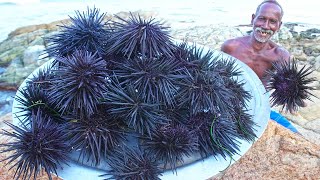 SEA URCHINS HUNTING  கடல் முல் எலி வேட்டை  Healthy Village Food Grandpa Show [upl. by Laumas523]