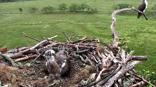 Glaslyn Ospreys Live Stream [upl. by Akihdar]