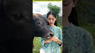 The girl has a Bull friend 🦬 shorts trending viral [upl. by Adaval]