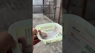 Cockatiel ke Chick ko Hand Feed karvai  Cockatiel in Master Cage  Daily Pet Vlogs cockatiel [upl. by Amarillis]