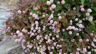 Penzance’s Pink Knotweed Nature’s Artwork on a Wall [upl. by Hibbitts]