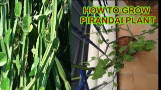 HOW TO GROW PIRANDAI PLANT  ADAMANT CREEPER PLANTING [upl. by Llemmart]