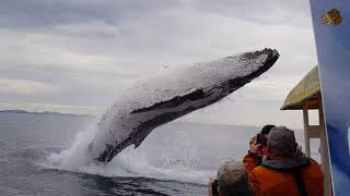 HUMPBACK WHALE JUMPING OUT OF THE WATER  BEST COMPILATION [upl. by Khajeh]