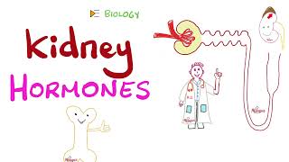 Renal Endocrine Function  Is your kidney a gland [upl. by Yonit]