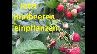 Himbeeren Wie man richtig im Herbst 2 x mal tragende Himbeeren abschneidet [upl. by Ozkum929]