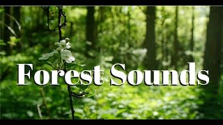 Nature sounds Meditation forest sounds of birds singing relaxation  4 minutes [upl. by Notsyrb]