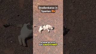 Erste Begegnungen mit einer einheimischen Katze in Spanien shorts katzen spanien reisen urlaub [upl. by Ailes]