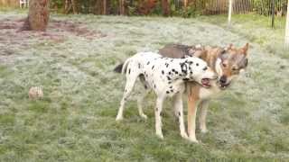 chienloup tchécoslovaque et dalmatien  Action 5 [upl. by Tortosa]