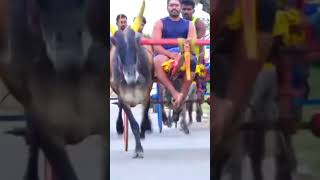 ksp mattuvandipanthayam reklarace tamil culture village bull nature life love [upl. by Esac]