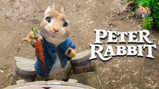 A day in the life of a Peter Rabbit  Peter Rabbit  Sony Pictures Entertainment India [upl. by Anomor]