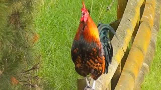 Jungle fowl rooster sound [upl. by Ennelram964]