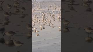 Sanderlings Ocean Beach San Francisco birds shorebirds oceanbeach sanfrancisco sanderlings [upl. by Cinimmod]