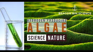 Hydrogen producing Algae  Next generation energy production [upl. by Ylus502]