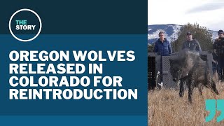 Wolves from Oregon released in Colorado to kickstart reintroduction [upl. by Nellac]