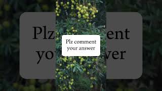 99 people will fail quiz tiktok olives braintest iqtest question [upl. by Murdoch]